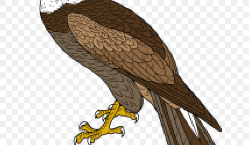 Eagle Hawk Owl Buzzard Illustration, PNG, 640x480px, Eagle, Accipitriformes, Animal, Beak, Bird Download Free