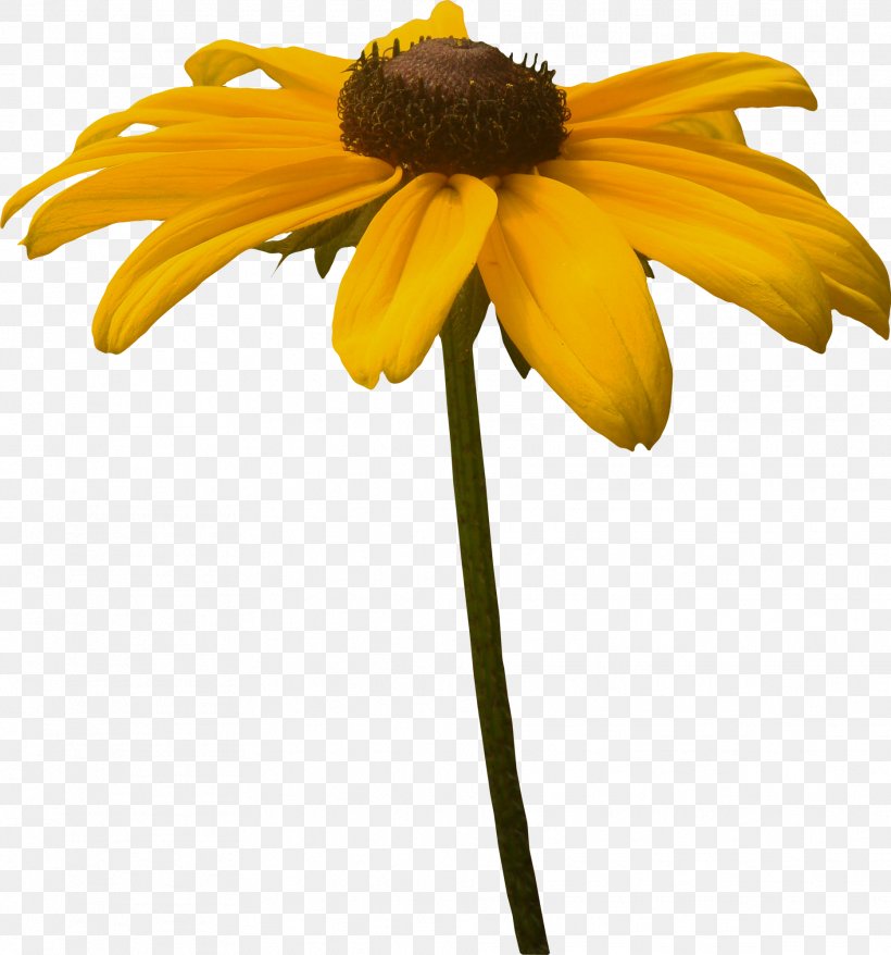 Chrysanthemum Indicum Google Images, PNG, 1866x2000px, Watercolor, Cartoon, Flower, Frame, Heart Download Free