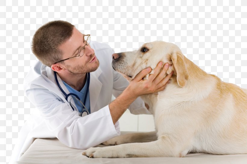 Dog Veterinarian Veterinary Medicine Clinique Vétérinaire Pet, PNG, 2048x1365px, Dog, Animal, Cat, Companion Dog, Dog Breed Download Free