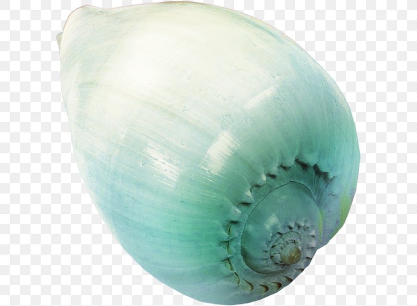 Seashell Beach Sea Snail, PNG, 600x601px, Seashell, Aqua, Artifact, Beach, Organism Download Free