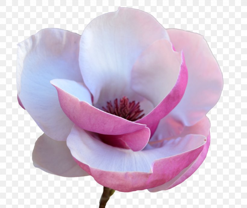 Tulip Petal Photography Flower, PNG, 1024x864px, Tulip, Cut Flowers, Deviantart, Flower, Flowering Plant Download Free