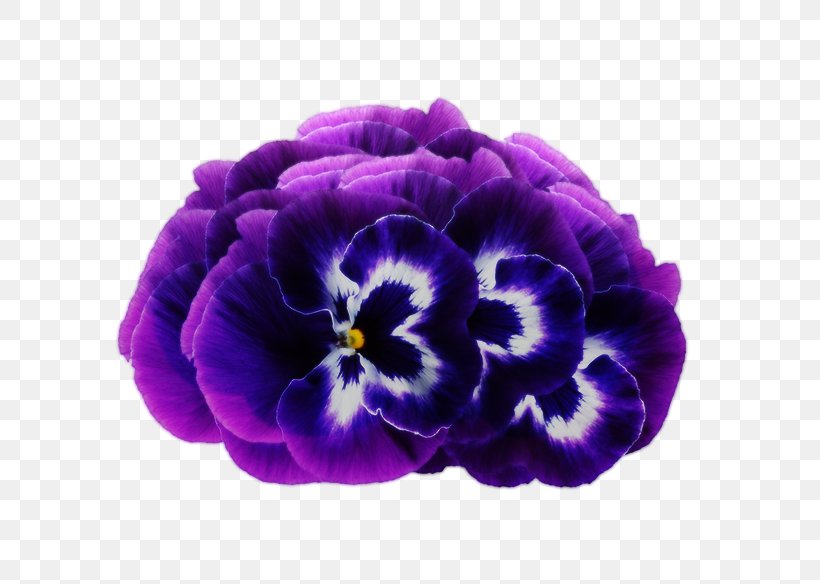 Violet Purple Flower Pansy, PNG, 800x584px, Violet, Concepteur, Designer, Flower, Flowering Plant Download Free