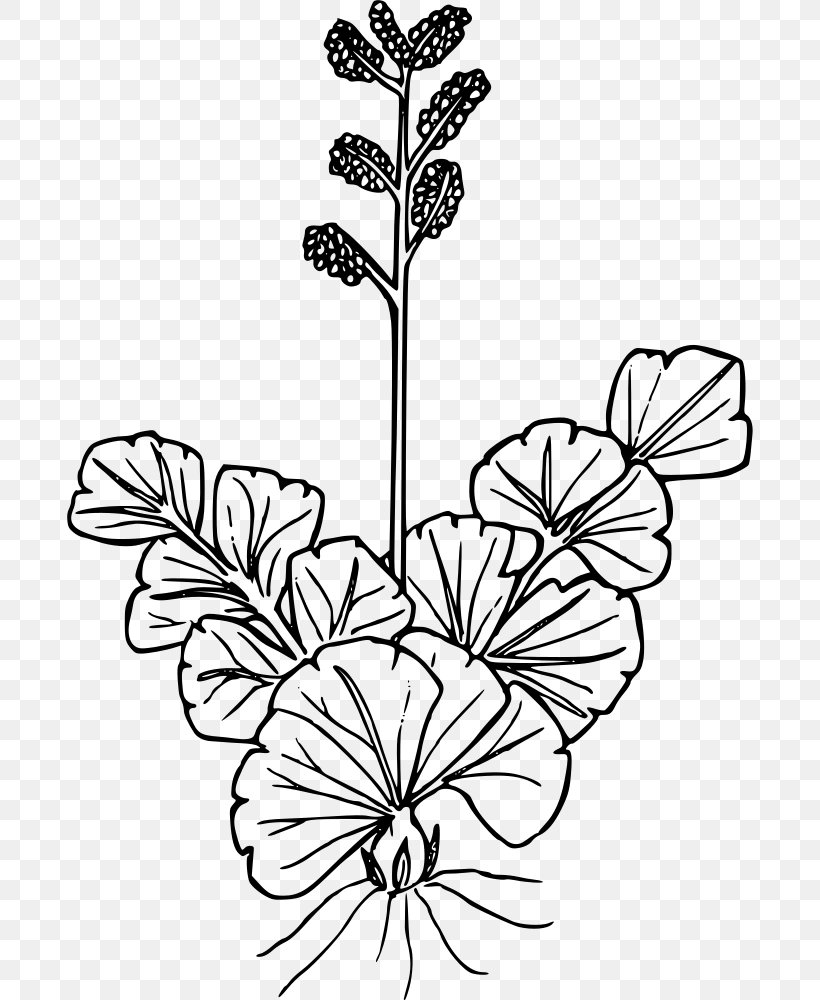 Wildflower Plant Drawing Line Art, PNG, 686x1000px, Flower, Black And White, Branch, Cut Flowers, Drawing Download Free
