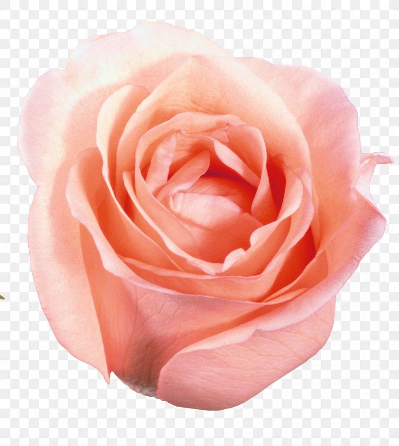 Beach Rose Flower Raster Graphics Pink Petal, PNG, 1512x1692px, Beach Rose, Blue, Close Up, Cut Flowers, Floribunda Download Free