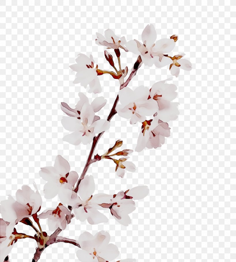 Cherry Blossom Flower Image Petal, PNG, 1134x1259px, Cherry Blossom, Blossom, Branch, Cherries, Cut Flowers Download Free