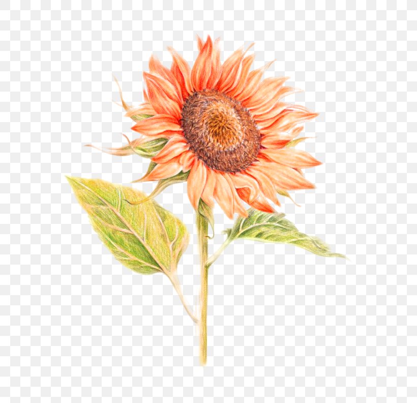 Common Sunflower U82b1u4e4bu7e6a: 38u7a2eu82b1u7684u8272u925bu7b46u5716u7e6a Painting Illustration, PNG, 680x792px, Common Sunflower, Colored Pencil, Cut Flowers, Daisy Family, Drawing Download Free