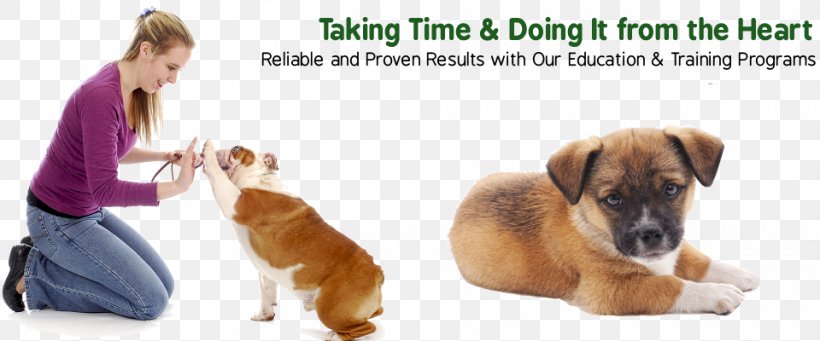 Dog Training Great Dane Puppy Train Your Dog Bulldog, PNG, 960x400px, Dog Training, Bulldog, Carnivoran, Collar, Companion Dog Download Free