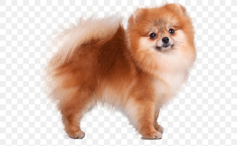 German Spitz Klein Pomeranian German Spitz Mittel Volpino Italiano Dog Breed, PNG, 600x504px, German Spitz Klein, Ancient Dog Breeds, Breed, Breeder, Carnivoran Download Free