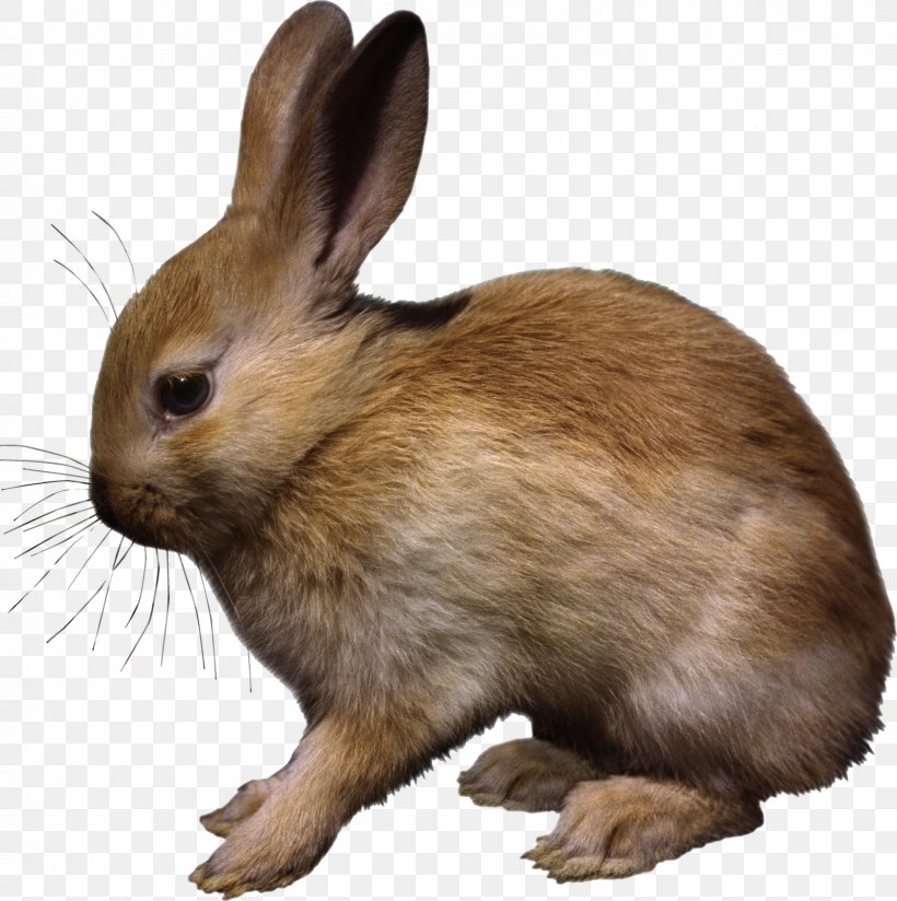 Hare Easter Bunny Domestic Rabbit Animal, PNG, 1592x1600px, Hare, Animal, Animal Testing, Computer Software, Domestic Rabbit Download Free