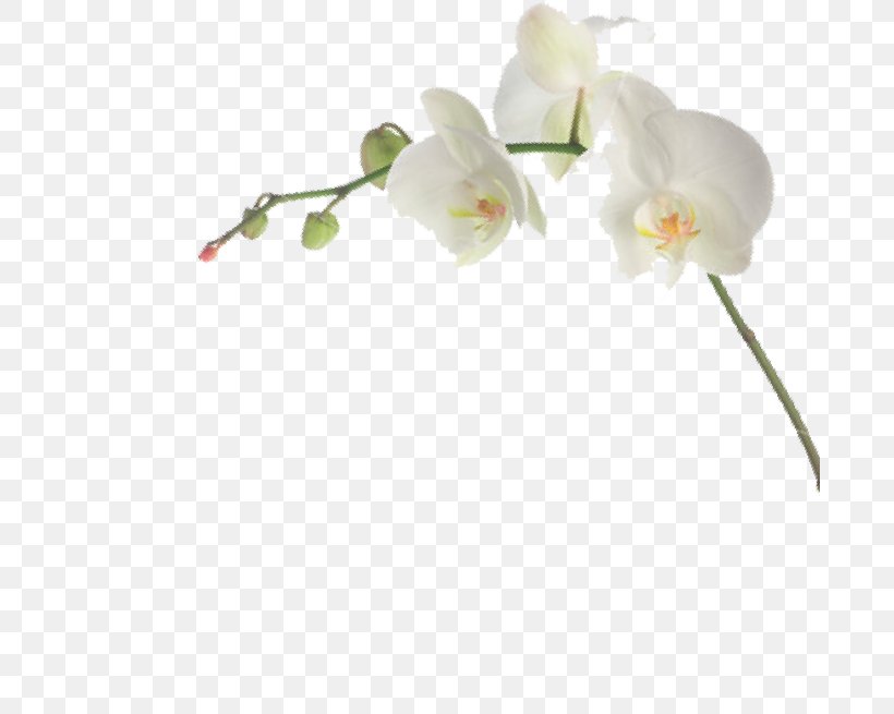 Moth Orchids Cut Flowers Habanera Branch, PNG, 685x655px, Moth Orchids, Apple, Blossom, Branch, Bud Download Free