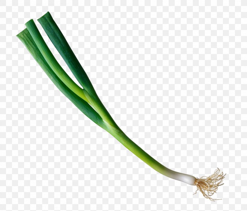 Allium Fistulosum Onion Download Clip Art, PNG, 2284x1960px, Allium Fistulosum, Banco De Imagens, Garlic, Green, Onion Download Free