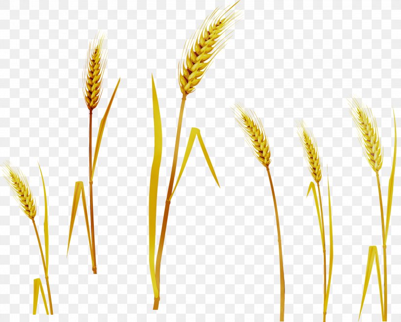 Barley Emmer Grain Cereal, PNG, 3000x2407px, Barley, Caryopsis, Cereal, Einkorn Wheat, Elymus Repens Download Free