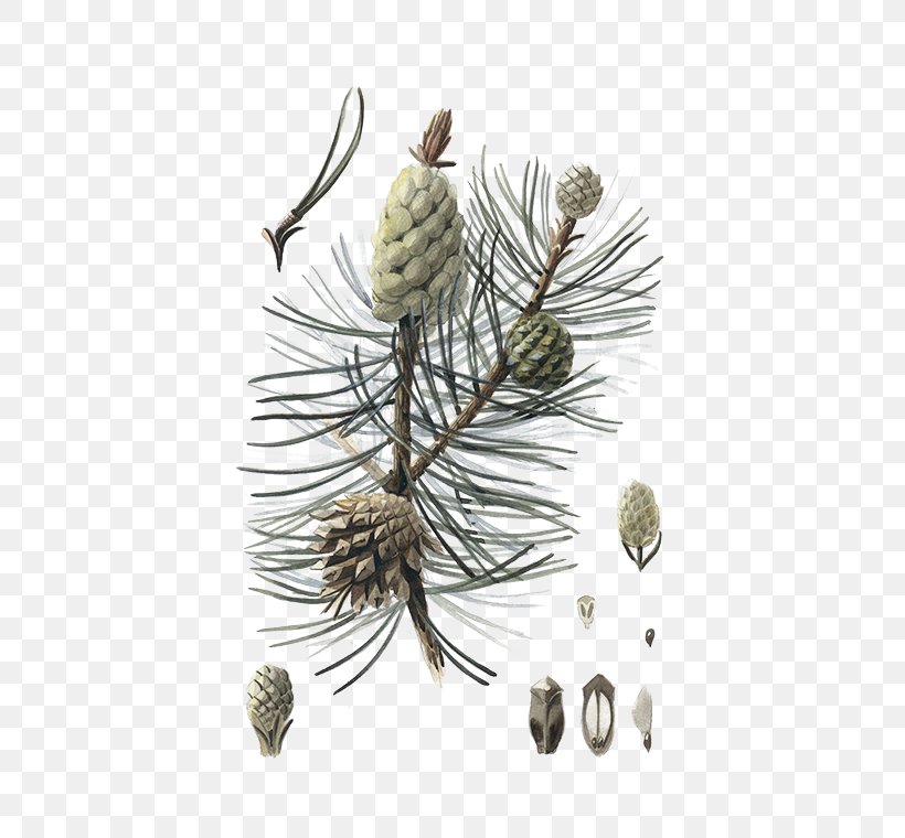 Fir Larch Spruce Pine Conifer Cone, PNG, 472x760px, Fir, Branch, Cone, Conifer, Conifer Cone Download Free