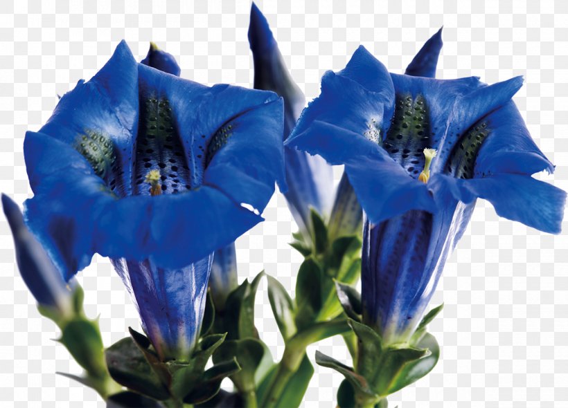 Gentiana Acaulis Spring Gentian Gentiana Scabra Stock Photography Mountain Bog Gentian, PNG, 1200x864px, Gentiana Acaulis, Bellflower Family, Blue, Cobalt Blue, Cut Flowers Download Free