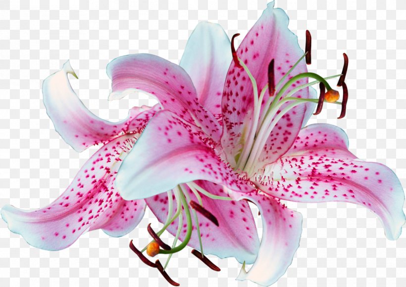 Madonna Lily Easter Lily Flower Clip Art Transparency, PNG, 1219x861px, Madonna Lily, Alstroemeriaceae, Amaryllis Belladonna, Amaryllis Family, Arumlily Download Free
