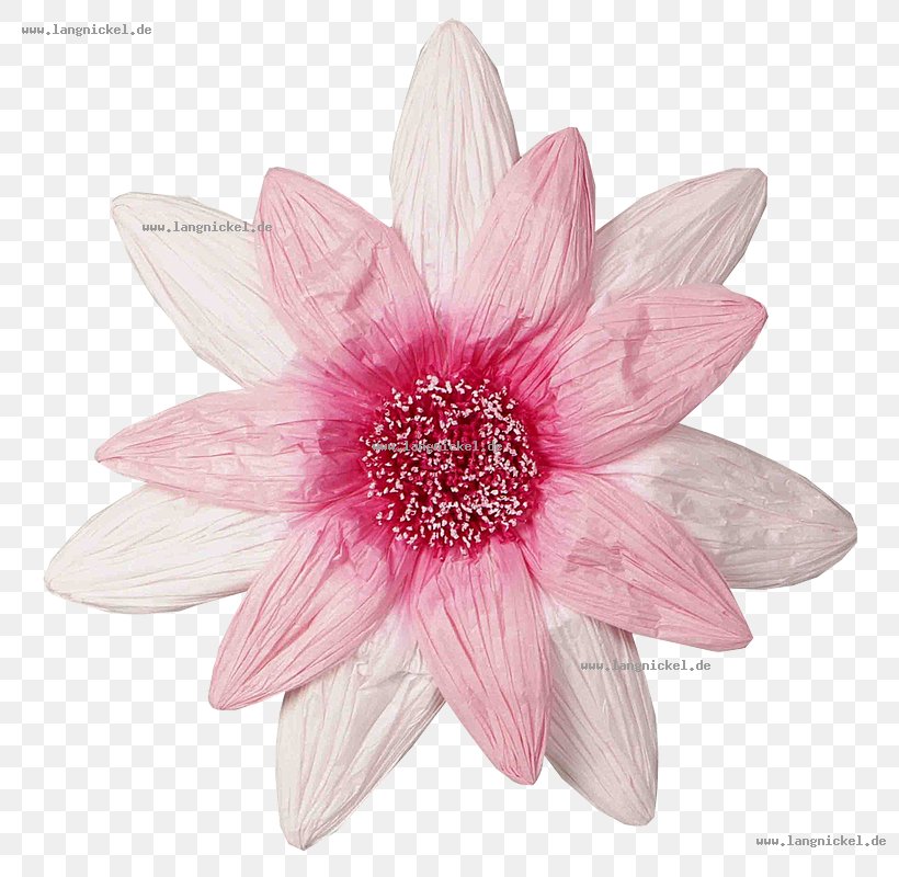 Dahlia Cut Flowers Petal Pink M Herbaceous Plant, PNG, 800x800px, Dahlia, Cut Flowers, Daisy Family, Flower, Flowering Plant Download Free