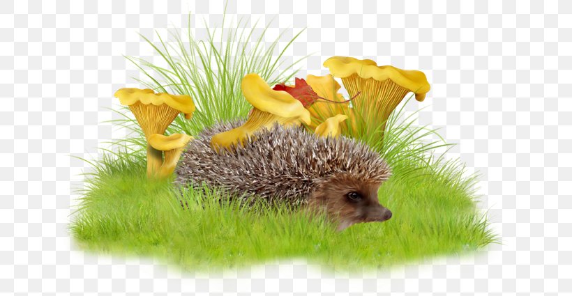 Download Clip Art, PNG, 650x425px, Depositfiles, Domesticated Hedgehog, Echidna, Erinaceidae, Fauna Download Free