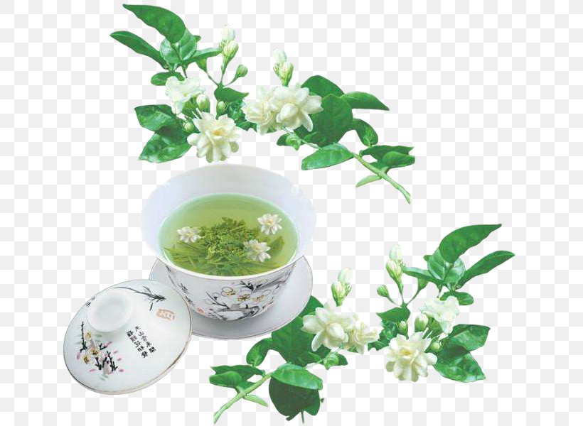 Flowering Tea Arabian Jasmine Green Tea Jasmine Tea, PNG, 641x600px, Tea, Arabian Jasmine, Drink, Eileen Chang, Flavor Download Free