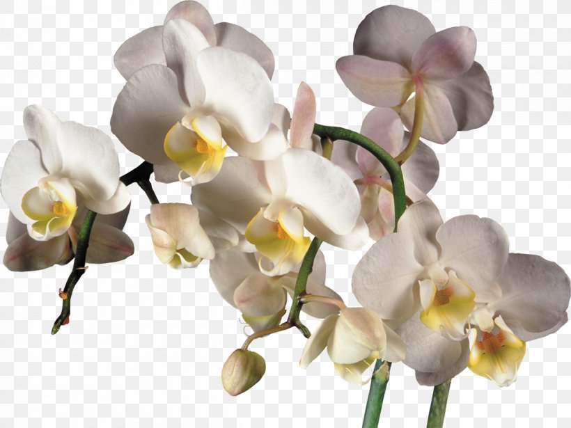 Orchids Clip Art, PNG, 1200x901px, Orchids, Branch, Computer Software, Cut Flowers, Flower Download Free