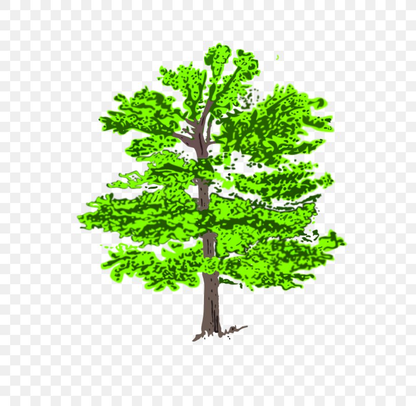 Plant Stem Leaf Branching, PNG, 564x800px, Plant Stem, Branch, Branching, Grass, Leaf Download Free