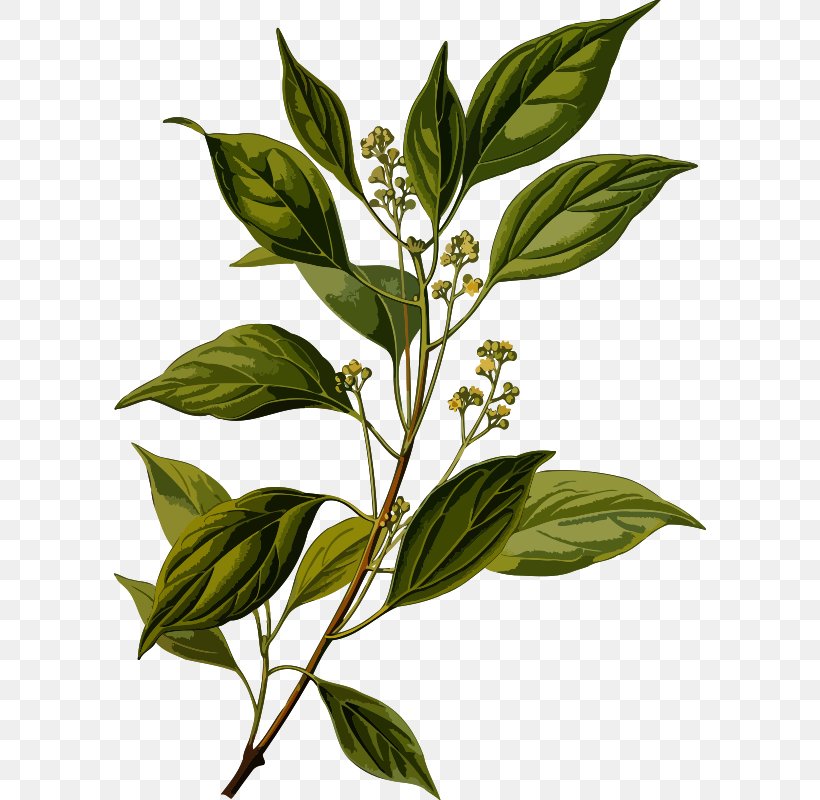Camphor Tree Ravensara Aromatica Oil Herb, PNG, 592x800px, Camphor Tree, Branch, Camphor, Cinnamomum, Essential Oil Download Free