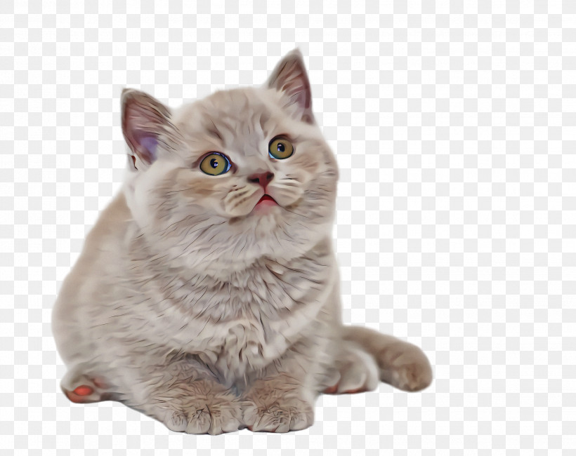 Cat Small To Medium-sized Cats British Shorthair Whiskers Asian, PNG, 2244x1780px, Cat, Asian, British Shorthair, European Shorthair, Small To Mediumsized Cats Download Free