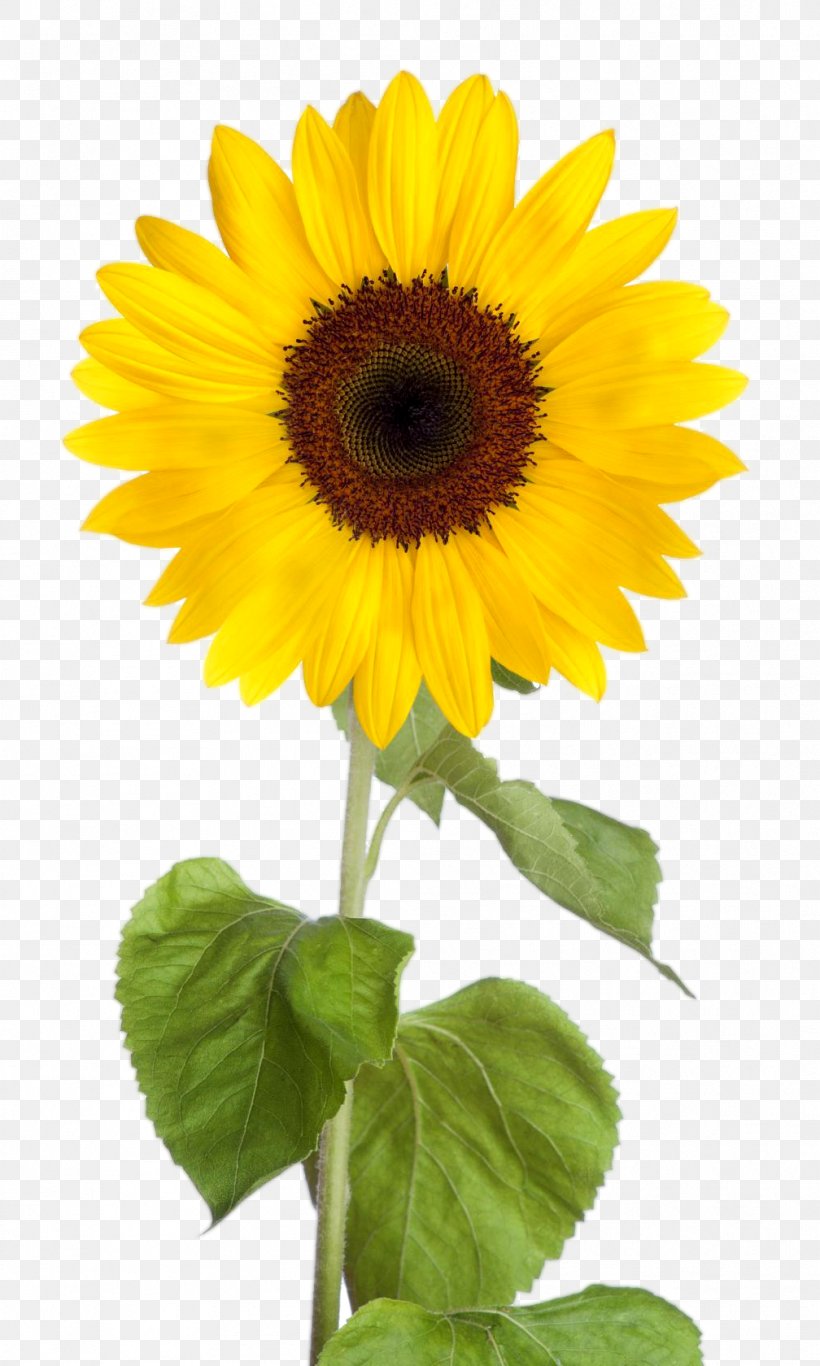 Common Sunflower Desktop Wallpaper Clip Art, PNG, 1008x1680px, Common Sunflower, Annual Plant, Daisy Family, Flower, Flowering Plant Download Free