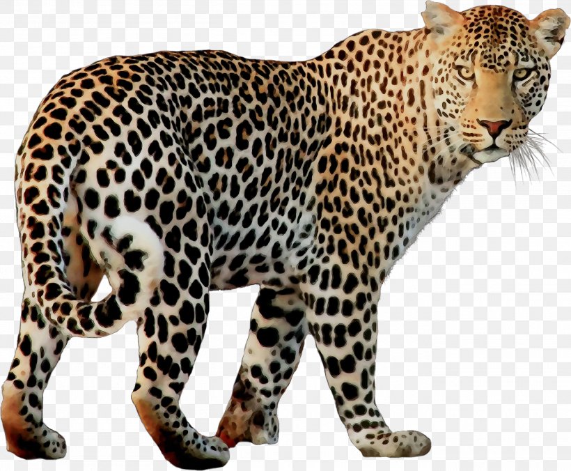 Leopard Cheetah Jaguar Felidae, PNG, 2718x2243px, Leopard, African Leopard, Animal Figure, Big Cats, Carnivore Download Free