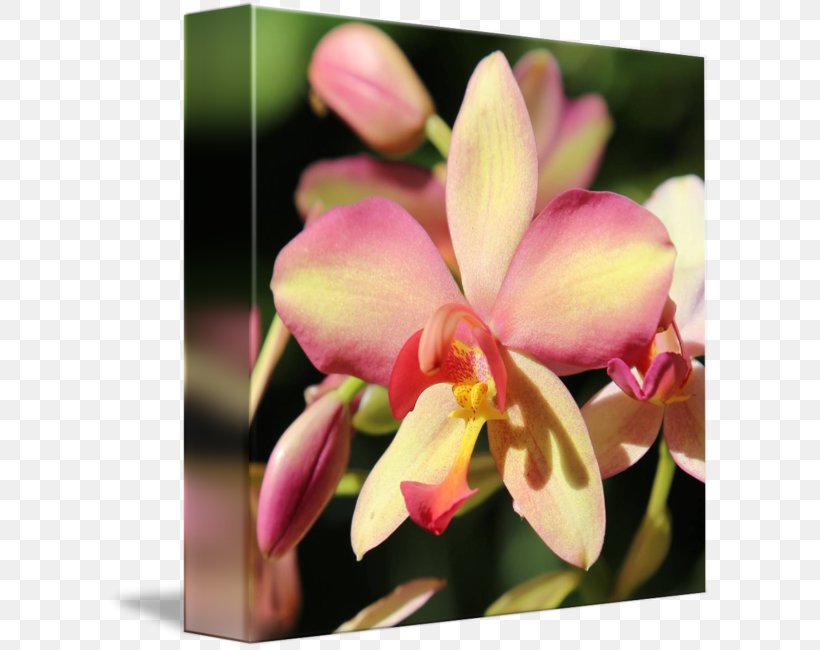 Moth Orchids Spathoglottis Dendrobium Plant Flower, PNG, 606x650px, Moth Orchids, Art, Artist, Burgundy, Cattleya Download Free