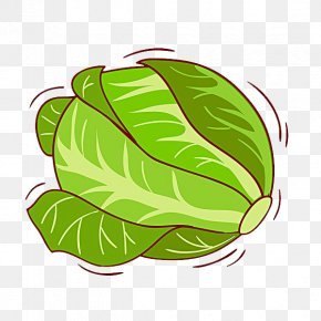 Cabbage - White Cabbage Kale Illustration PNG