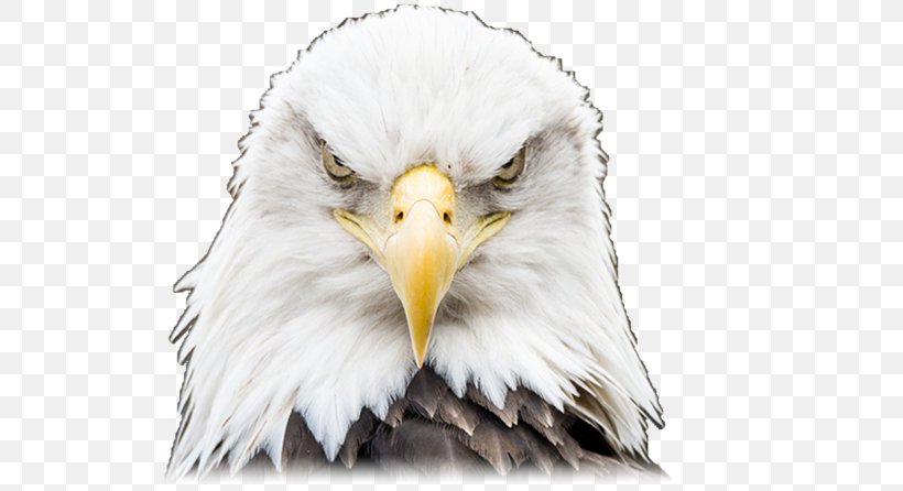 Bald Eagle Bird Eagle Eye Endangered Species Act Of 1973, PNG, 708x446px, Bald Eagle, Accipitriformes, Animal, Beak, Bird Download Free