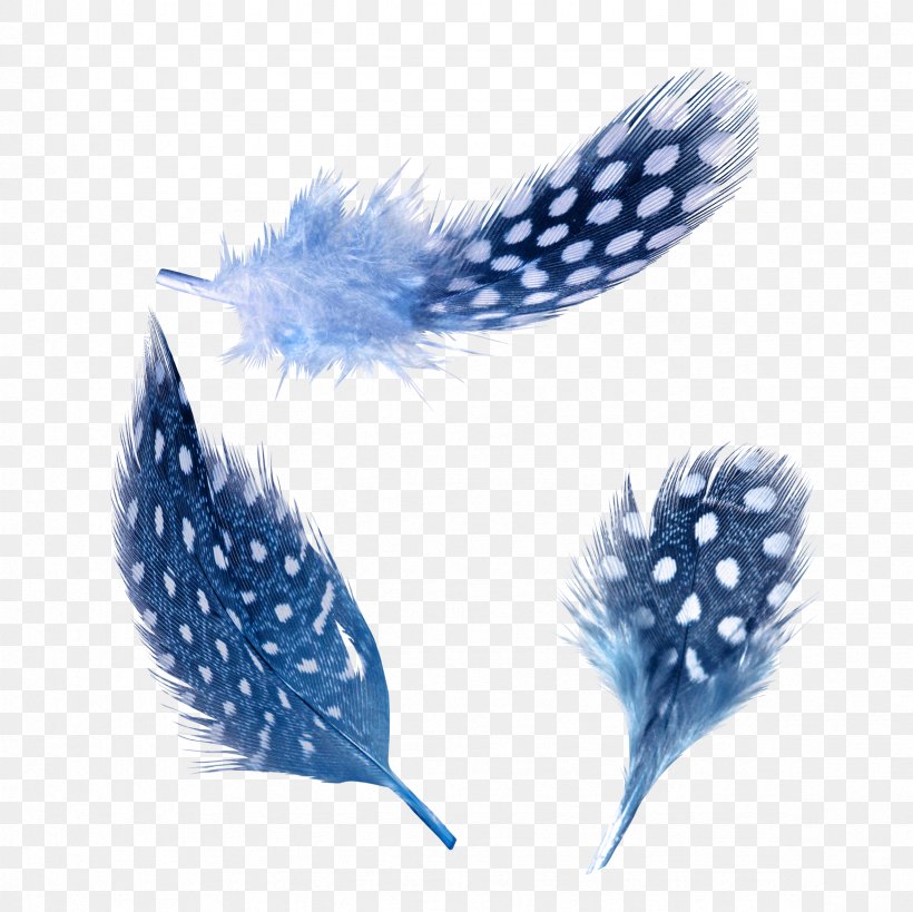 Blue Feather White, PNG, 2362x2362px, Blue, Color, Feather, Photofiltre, Plumage Download Free