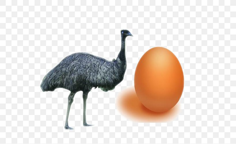 Common Ostrich Bird Domestic Goose Egg Quail, PNG, 595x501px, Common Ostrich, Beak, Bird, Bird Egg, Common Quail Download Free