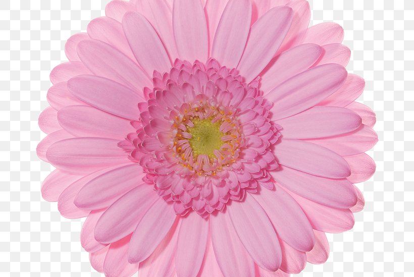 Cut Flowers Floral Design Color, PNG, 800x550px, Flower, Barberton Daisy, Chrysanths, Color, Common Daisy Download Free