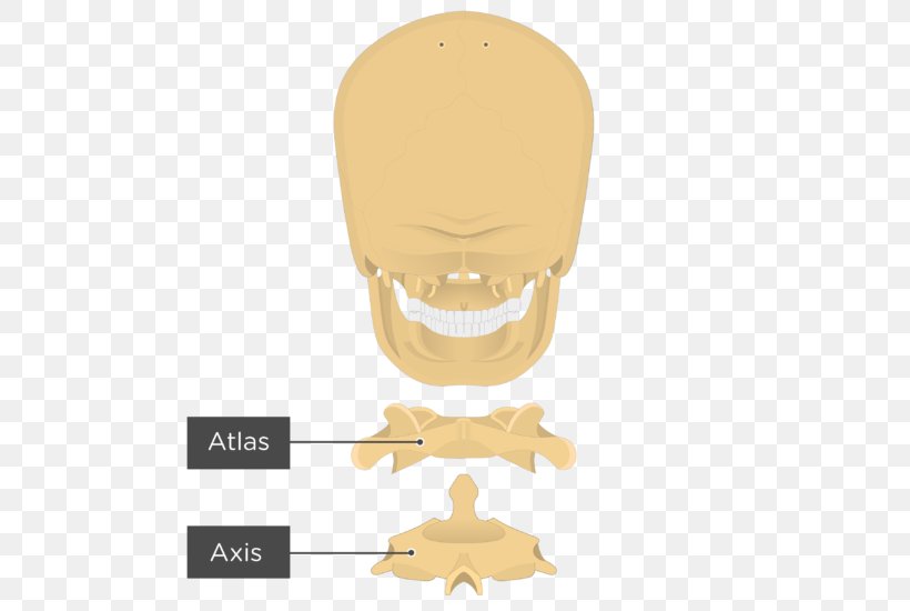 Nose Atlas Axis Bone Joint, PNG, 564x550px, Nose, Anatomy, Atlas, Axis, Bone Download Free