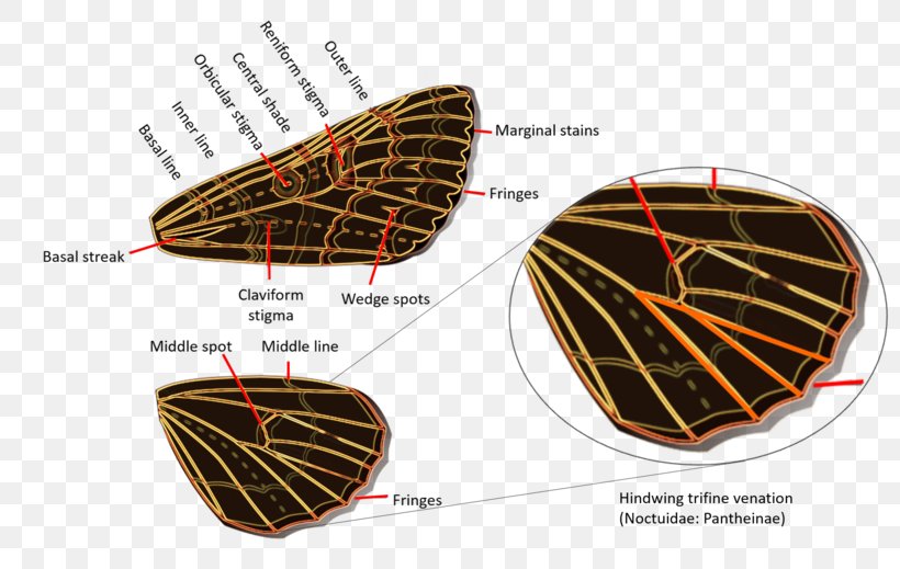 Owlet Moths Geometer Moths Erebidae American Moth-butterflies, PNG, 800x519px, Owlet Moths, Butterflies And Moths, Butterfly, Caterpillar, Cutworm Download Free
