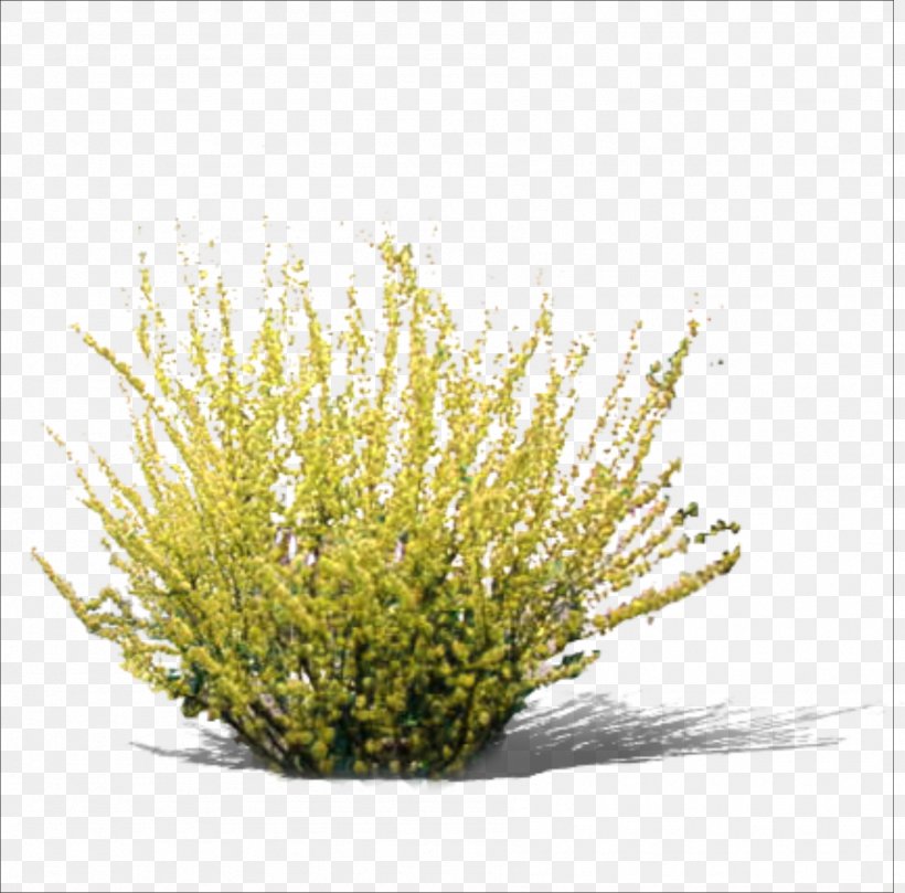 Yellow RGB Color Model, PNG, 1795x1773px, Grasses, Branch, Color, Computer Graphics, Computer Software Download Free