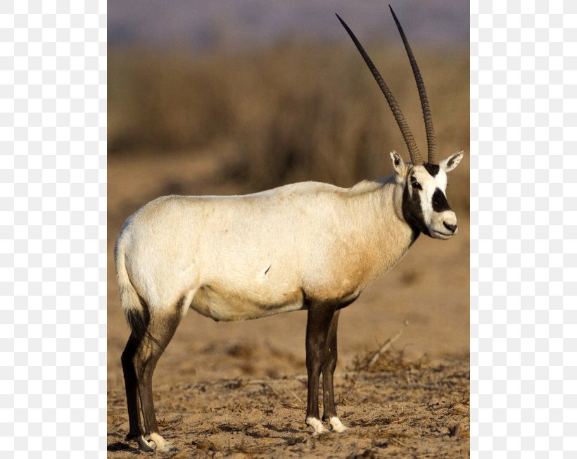 Gemsbok Arabian Oryx Horn Wildlife Springbok, PNG, 652x652px, Gemsbok, Animal, Antelope, Arabian Oryx, Arabian Peninsula Download Free