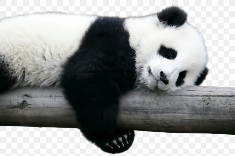 Panda, PNG, 2448x1632px, Panda, Bear, Blackandwhite, Fur, Paw Download Free
