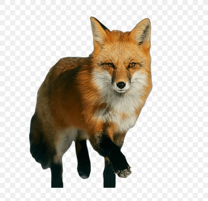Red Fox Vulpini Drawing Image, PNG, 850x821px, Red Fox, Bmp File Format, Carnivoran, Dog Like Mammal, Drawing Download Free