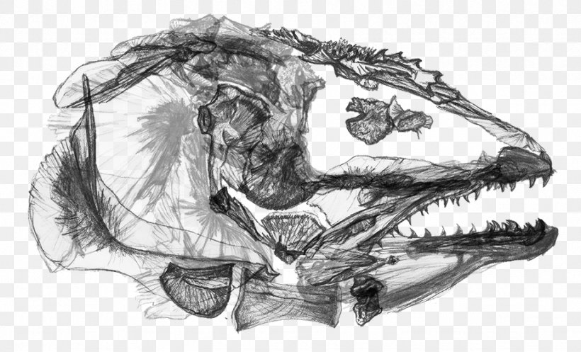 Tyrannosaurus Jaw Figure Drawing Sketch, PNG, 922x559px, Tyrannosaurus, Artwork, Automotive Design, Black And White, Bone Download Free