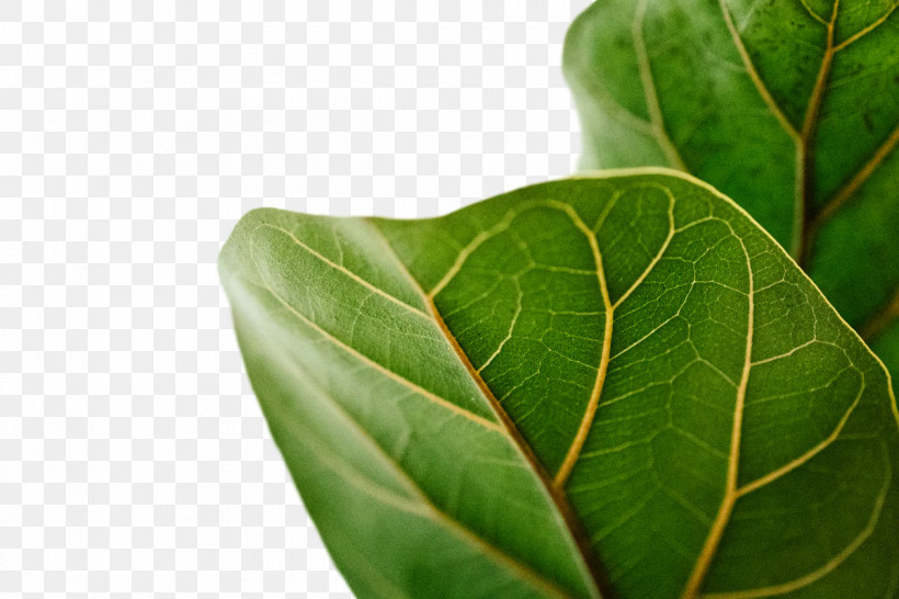 Fern, PNG, 1200x800px, Fiddleleaf Fig, Crown, Fern, Ficus Lyrata Fiddle Leaf Fig, Fig Trees Download Free