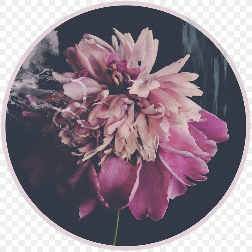 Peony Digital Photography Cut Flowers 24/7, PNG, 1200x1200px, Peony, Chrysanthemum, Chrysanths, Com, Cut Flowers Download Free
