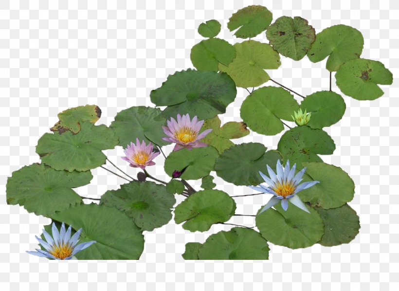 Water Lily Nelumbo Nucifera Software Animation, PNG, 1024x747px, 3d Computer Graphics, Water Lily, Animation, Annual Plant, Flower Download Free