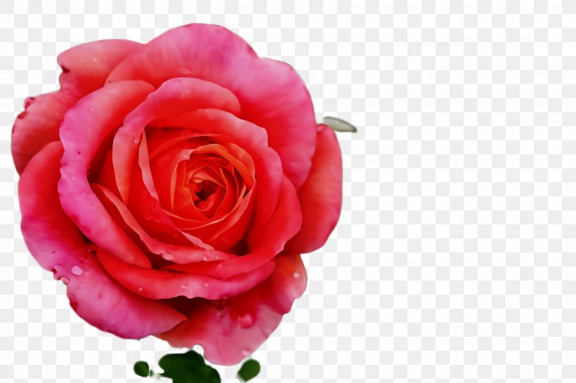 Garden Roses, PNG, 2448x1632px, Watercolor, Floribunda, Flower, Flowering Plant, Garden Roses Download Free