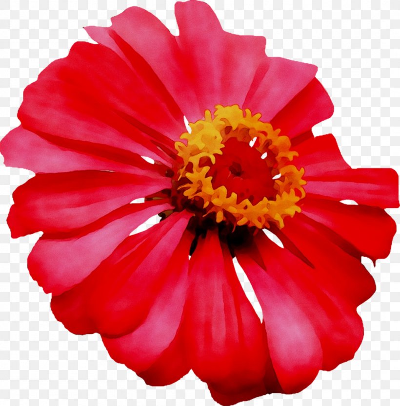 Transvaal Daisy Cut Flowers Chrysanthemum Dahlia, PNG, 1063x1082px, Transvaal Daisy, Annual Plant, Artificial Flower, Barberton Daisy, Chrysanthemum Download Free