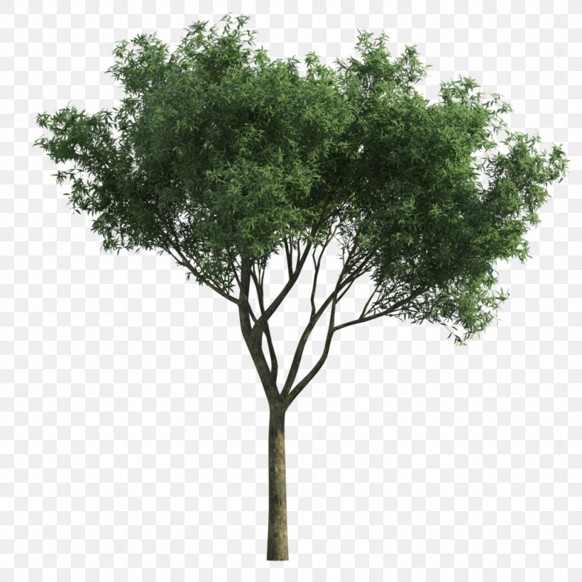 Tree Landscape Green Garden Vachellia Tortilis, PNG, 1024x1024px, Tree, Box, Branch, Ecological Design, Garden Download Free