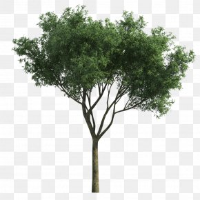 Thorn Trees Images Thorn Trees Transparent Png Free Download