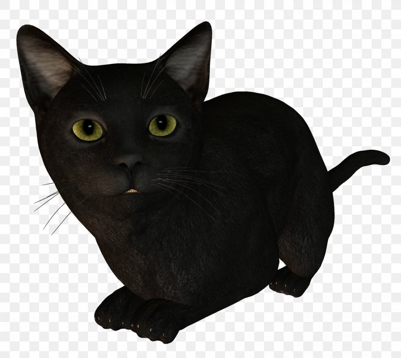 Bombay Cat Burmese Cat Korat Kitten Black Cat, PNG, 1407x1260px, Bombay Cat, American Wirehair, Animal, Asian, Black Download Free