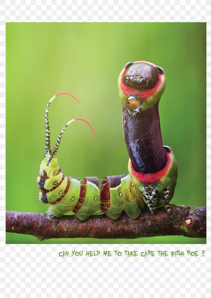 Caterpillar Macro Photography, PNG, 1024x1448px, Caterpillar, Insect, Invertebrate, Larva, Macro Download Free